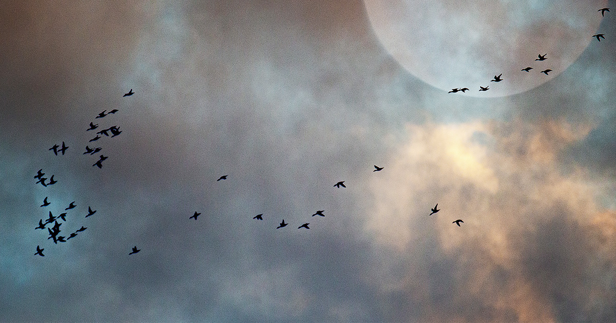 Flock of waterfowl flying at sunset. Photo by Todd J Steele